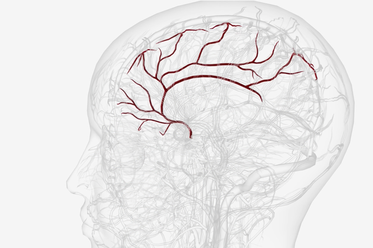 A transparent side view of a human head shows the brain’s blood vessels highlighted in red, illustrating the cerebral arterial structure—ideal for hypnosis training or educational settings in Canada.
